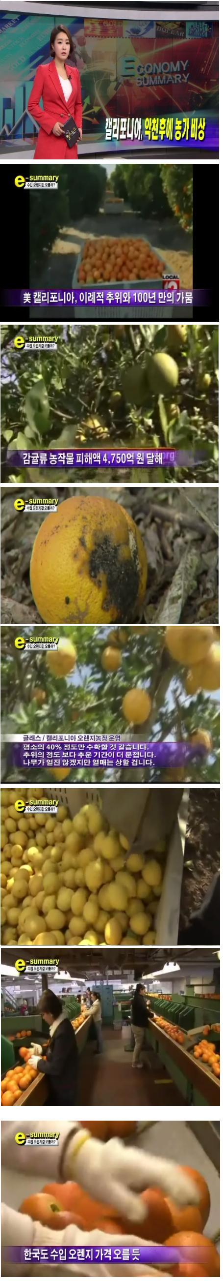 캘리포니아 추위, 가뭄....감귤류 피해