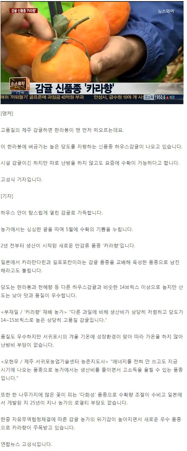 [동영상]감귤 신품종
