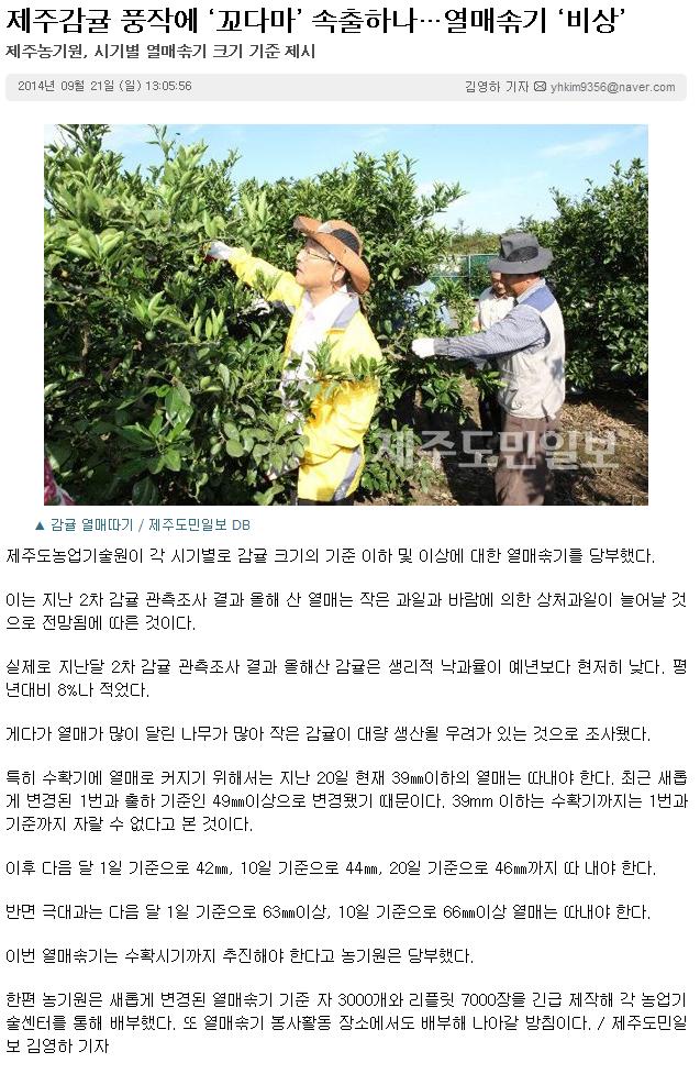 제주감귤 풍작에 '꼬다마' 속출하나...열매솎기 '비상'