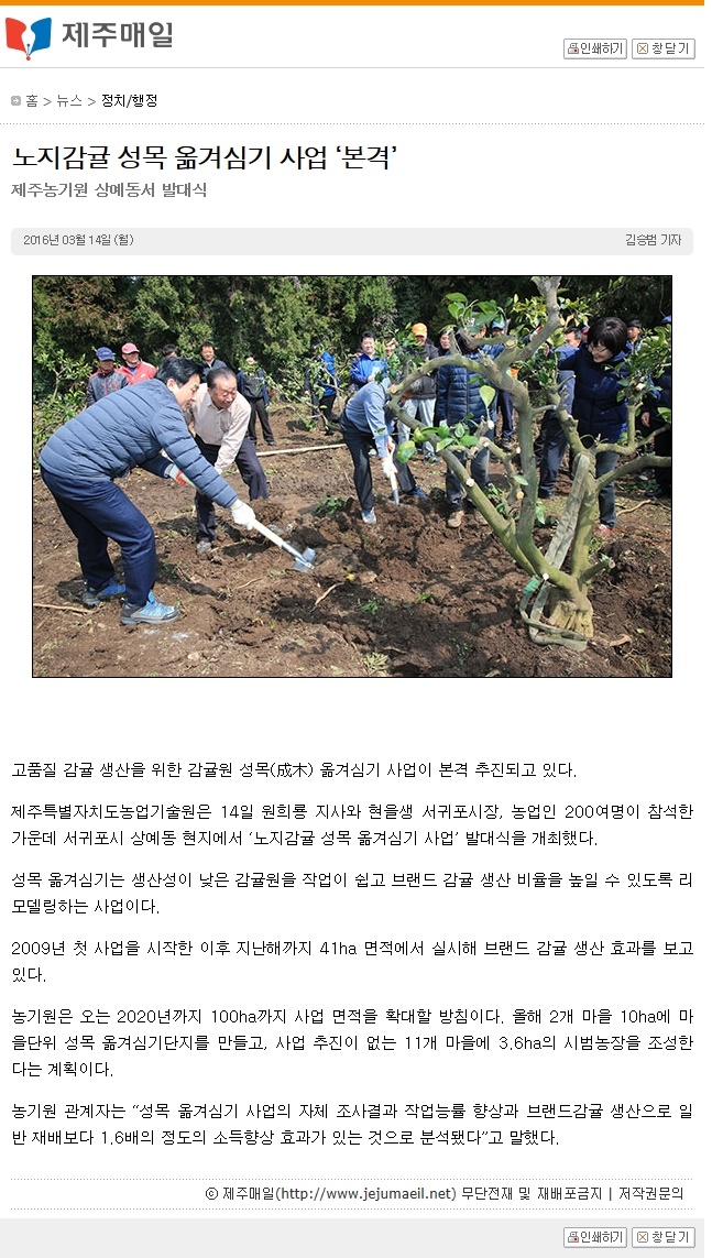 노지감귤 성목 옮겨심기 사업 '본격'