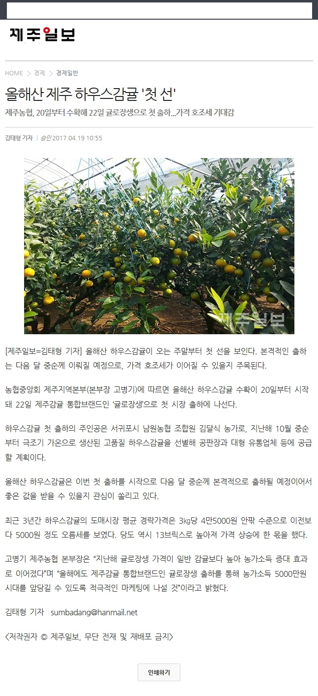 올해산 제주 하우스감귤'첫선'