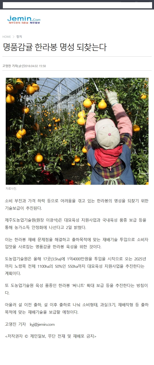 명품감귤 한라봉 명성 되찿는다.