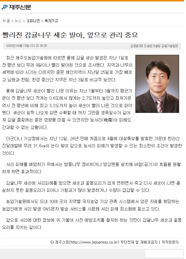 빨라진 감귤나무 새순 발아, 앞으로 관리 중요