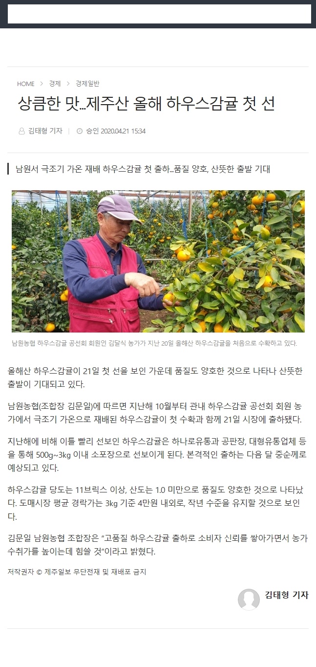 상큼한맛...제주산 올해 하우스감귤 첫 선