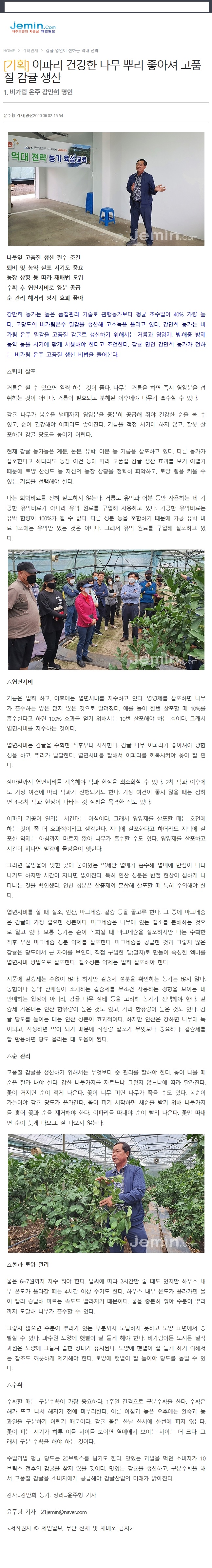 [제민기획]이파리 건강한 나무 뿌리 좋아져 고품질 감귤 생산