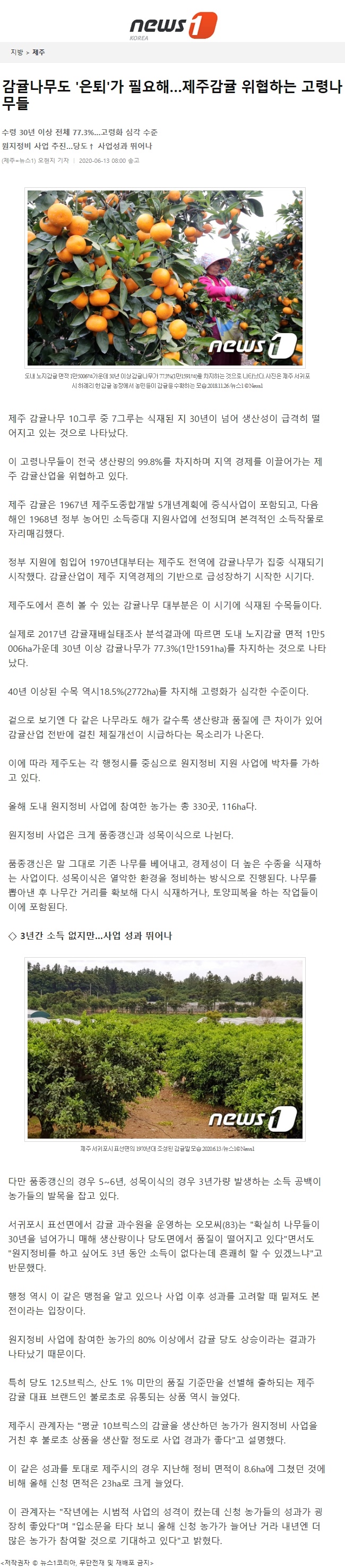 감귤나무도 '은퇴'가 필요해... 제주감귤 위협하는 고령나무들