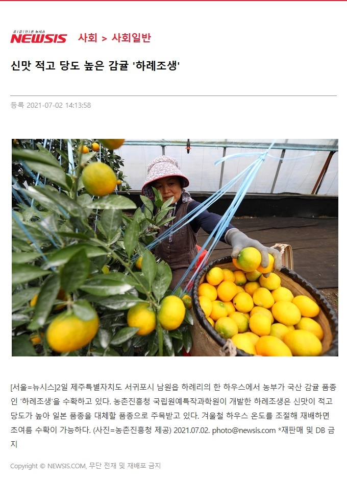 신맛 저고 당도 높은 감귤 '하례조생'