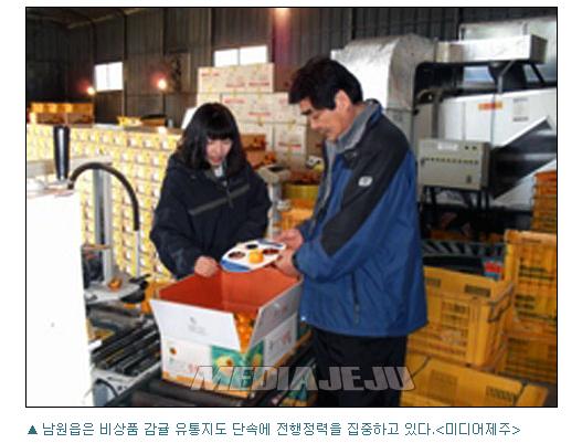 남원읍, 비상품 감귤 유통 단속에 '총력'