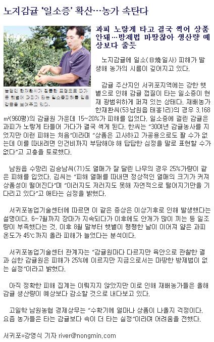 노지감귤 ‘일소증’ 확산…농가 속탄다