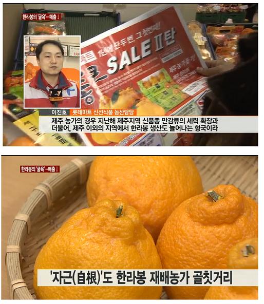 한라봉의 '굴욕'..진지향, 천혜향에 밀려 매출 감소
